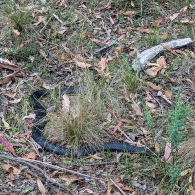 Pseudechis porphyriacus (Red-bellied Black Snake) at Paddys River, ACT - 16 Mar 2024 by RobynHall