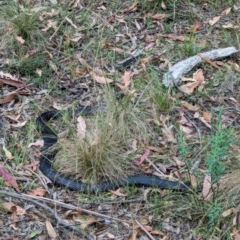 Pseudechis porphyriacus (Red-bellied Black Snake) at Tidbinbilla Nature Reserve - 16 Mar 2024 by RobynHall