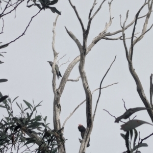 Callocephalon fimbriatum at Namadgi National Park - suppressed