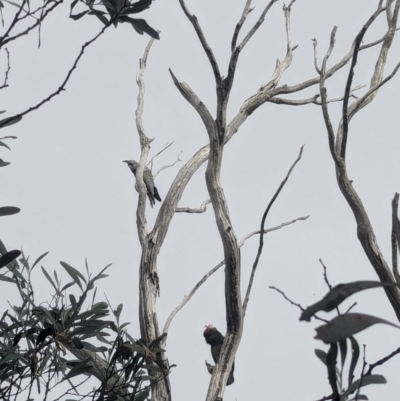 Callocephalon fimbriatum (Gang-gang Cockatoo) at Namadgi National Park - 15 Mar 2024 by RobynHall