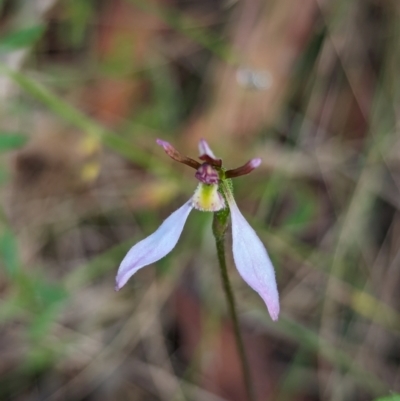 Eriochilus cucullatus (Parson's Bands) at Paddys River, ACT - 15 Mar 2024 by RobynHall