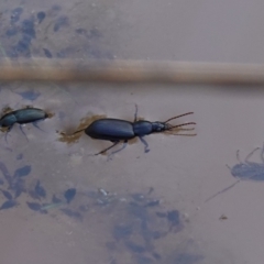 Alleculinae sp. (Subfamily) at Bluetts Block (402, 403, 12, 11) - 17 Jul 2023 by RobG1