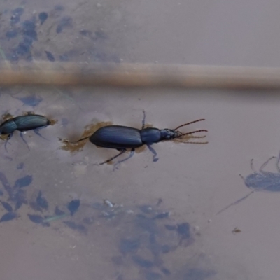 Alleculinae sp. (Subfamily) at Bluetts Block (402, 403, 12, 11) - 17 Jul 2023 by RobG1