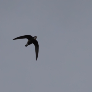 Hirundapus caudacutus at Lower Cotter Catchment - 16 Mar 2024