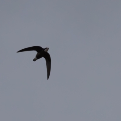 Hirundapus caudacutus (White-throated Needletail) at Uriarra Village, ACT - 16 Mar 2024 by rawshorty