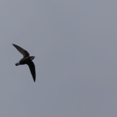 Hirundapus caudacutus at Lower Cotter Catchment - 16 Mar 2024