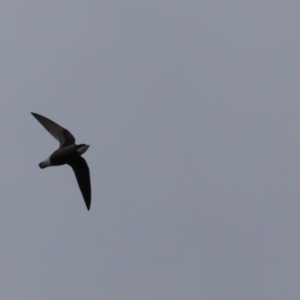 Hirundapus caudacutus at Lower Cotter Catchment - 16 Mar 2024