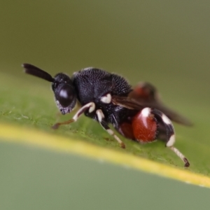 Brachymeria sp. (genus) at GG98 - 16 Mar 2024