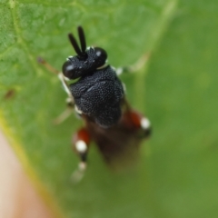 Brachymeria sp. (genus) at GG98 - 16 Mar 2024 05:00 PM