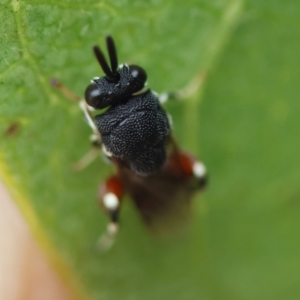 Brachymeria sp. (genus) at GG98 - 16 Mar 2024 05:00 PM