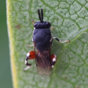 Brachymeria sp. (genus) at GG98 - 16 Mar 2024 05:00 PM