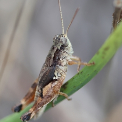 Phaulacridium vittatum (Wingless Grasshopper) at Hughes Grassy Woodland - 16 Mar 2024 by LisaH