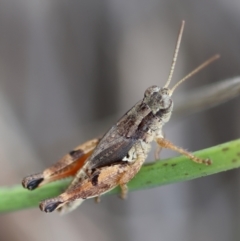 Phaulacridium vittatum at Hughes Grassy Woodland - 16 Mar 2024