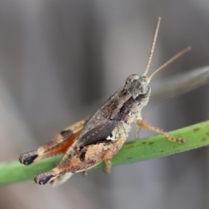 Phaulacridium vittatum at Hughes Grassy Woodland - 16 Mar 2024