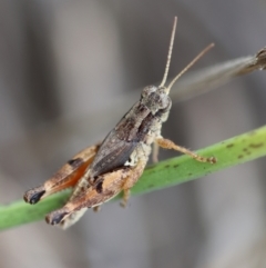 Phaulacridium vittatum at Hughes Grassy Woodland - 16 Mar 2024 04:43 PM