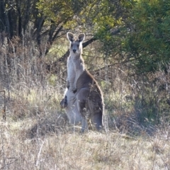 Macropus giganteus (Eastern Grey Kangaroo) at Block 402 - 17 Jul 2023 by RobG1