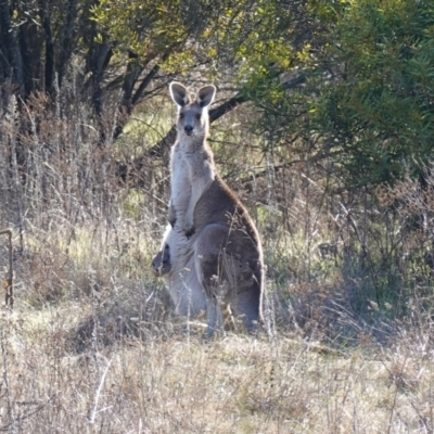 Macropus giganteus (Eastern Grey Kangaroo) at Block 402 - 17 Jul 2023 by RobG1