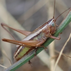 Conocephalus semivittatus (Meadow katydid) at Hughes Grassy Woodland - 16 Mar 2024 by LisaH