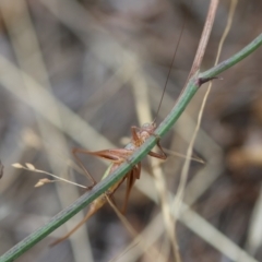 Conocephalus semivittatus at Red Hill to Yarralumla Creek - 16 Mar 2024