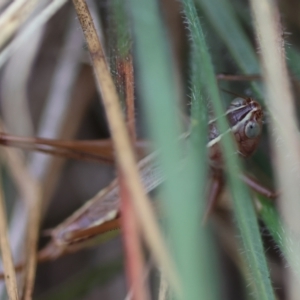 Conocephalus semivittatus at Red Hill to Yarralumla Creek - 16 Mar 2024