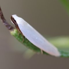 Scieropepla polyxesta (A Gelechioid moth (Xyloryctidae)) at Hughes, ACT - 16 Mar 2024 by LisaH