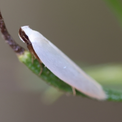 Scieropepla polyxesta (A Gelechioid moth (Xyloryctidae)) at Hughes Grassy Woodland - 16 Mar 2024 by LisaH