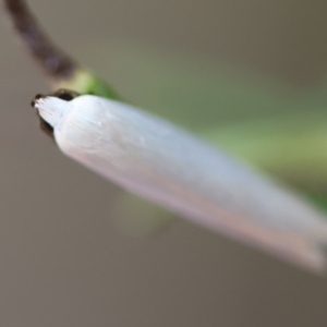 Scieropepla polyxesta at Hughes Grassy Woodland - 16 Mar 2024