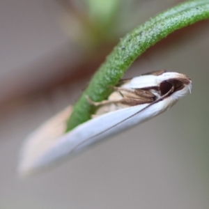 Scieropepla polyxesta at Hughes Grassy Woodland - 16 Mar 2024