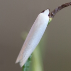 Scieropepla polyxesta at Hughes Grassy Woodland - 16 Mar 2024