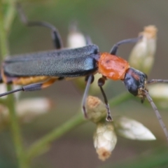 Chauliognathus tricolor (Tricolor soldier beetle) at Hughes Grassy Woodland - 16 Mar 2024 by LisaH