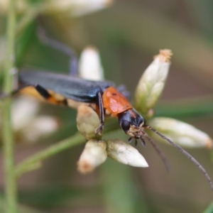 Chauliognathus tricolor at Red Hill to Yarralumla Creek - 16 Mar 2024