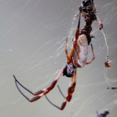 Trichonephila edulis (Golden orb weaver) at Red Hill to Yarralumla Creek - 12 Mar 2024 by LisaH