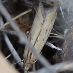 Faveria tritalis (Couchgrass Webworm) at Hughes Grassy Woodland - 13 Mar 2024 by LisaH