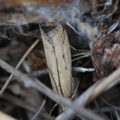 Faveria tritalis at Hughes Grassy Woodland - 13 Mar 2024 06:09 PM