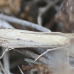 Faveria tritalis at Hughes Grassy Woodland - 13 Mar 2024 06:09 PM