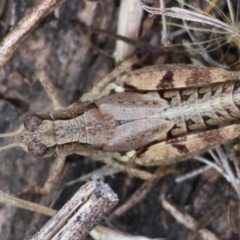 Phaulacridium vittatum (Wingless Grasshopper) at Hughes Grassy Woodland - 13 Mar 2024 by LisaH