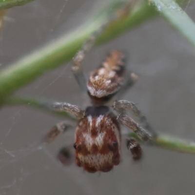 Opisthoncus abnormis (Long-legged Jumper) at Hughes, ACT - 13 Mar 2024 by LisaH