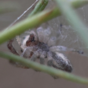 Opisthoncus abnormis at Hughes Grassy Woodland - 13 Mar 2024