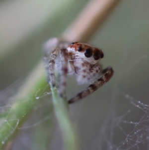 Opisthoncus abnormis at Hughes Grassy Woodland - 13 Mar 2024