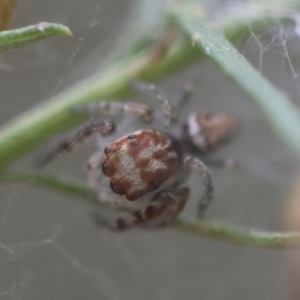 Opisthoncus abnormis at Hughes Grassy Woodland - 13 Mar 2024 06:16 PM