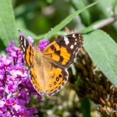 Vanessa kershawi (Australian Painted Lady) at Wingecarribee Local Government Area - 16 Mar 2024 by Aussiegall