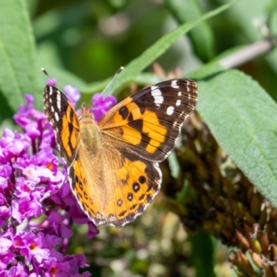 Vanessa kershawi (Australian Painted Lady) at Wingecarribee Local Government Area - 16 Mar 2024 by Aussiegall