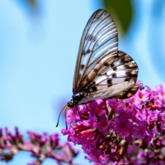 Acraea andromacha (Glasswing) at Penrose - 16 Mar 2024 by Aussiegall