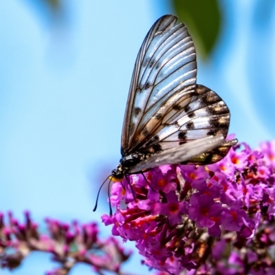 Acraea andromacha (Glasswing) at Penrose - 16 Mar 2024 by Aussiegall