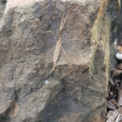 Unidentified Water or Shore Bug (several families) at Berry, NSW - 11 Mar 2024 by Megan123