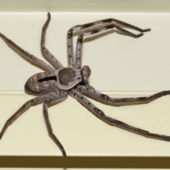Unidentified Huntsman spider (Sparassidae) at Wellington Point, QLD - 14 Mar 2024 by TimL