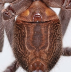 Holconia immanis at Wellington Point, QLD - 14 Mar 2024 by TimL