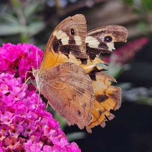 Heteronympha merope at QPRC LGA - 16 Mar 2024 11:50 AM