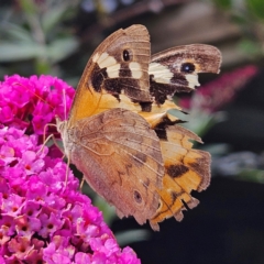 Heteronympha merope (Common Brown Butterfly) at QPRC LGA - 16 Mar 2024 by MatthewFrawley
