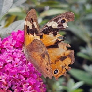 Heteronympha merope at QPRC LGA - 16 Mar 2024